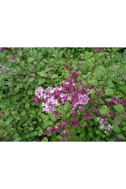 Syringa ’Red Pixie’ полив